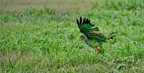 En el Día Internacional del Loro, Itaipú libera a un ejemplar en peligro de extinción