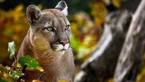 Niña sobrevive al ataque de un puma en Estados Unidos