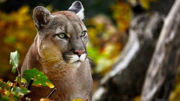 Niña sobrevive al ataque de un puma en Estados Unidos