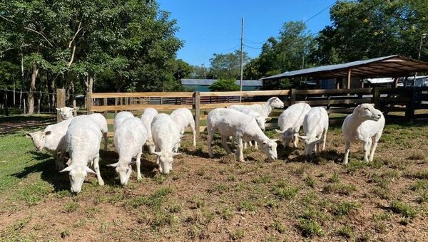 Remate Fusión Texel: Cabañas nacionales sacarán a la venta lo mejor de su majada