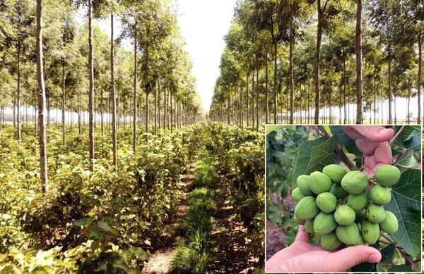 Cultivo de Jatropha para consumo humano entre eucaliptos y pasto - Economía - ABC Color