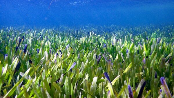 Hallan la planta más grande del mundo con 4.500 años