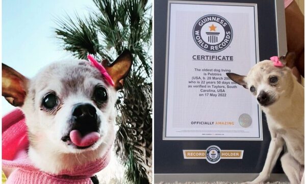 Pebbles, la perrita de 22 años que ganó el Récord Guinness a la más vieja del mundo
