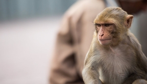 Analizan un primer caso sospechoso de viruela del mono en Paraguay - Megacadena — Últimas Noticias de Paraguay