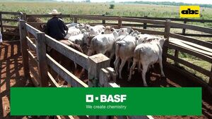 Especialista argumenta por qué Paraguay no debería dejar de vacunar contra la aftosa - ABC Rural - ABC Color