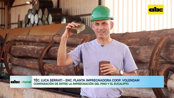 Comparación de entre la impregnación del pino y el eucalipto - ABC Rural - ABC Color