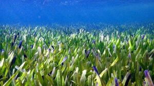 El hallazgo por accidente de la planta más grande del mundo