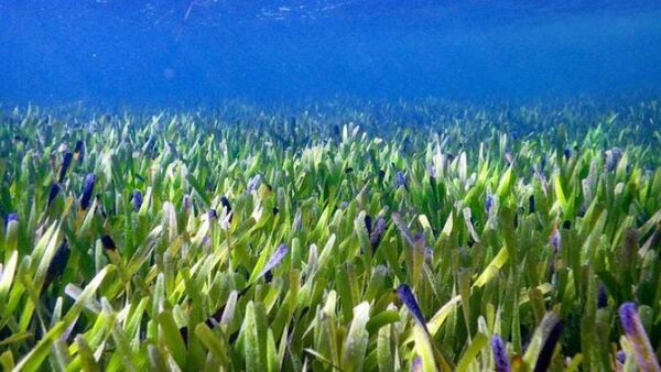 El hallazgo por accidente de la planta más grande del mundo
