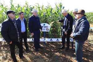 Nuevas variedades de semillas de maíz mejoradas genéticamente fueron presentadas en Alto Paraná - .::Agencia IP::.