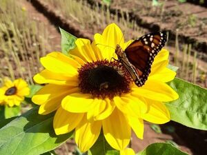 Los girasoles se producen en Paraguay y están de moda - Estilo de vida - ABC Color