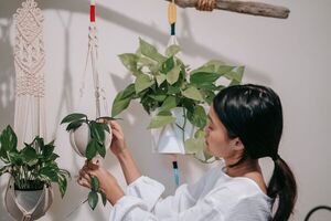 Aprovechá todos los espacios de tu hogar y cultivá estas plantas colgantes
