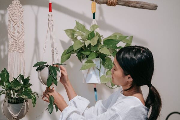 Aprovechá todos los espacios de tu hogar y cultivá estas plantas colgantes