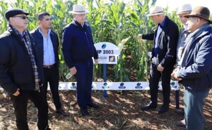 Presentan nuevas variedades de semillas de maíz en Alto Paraná