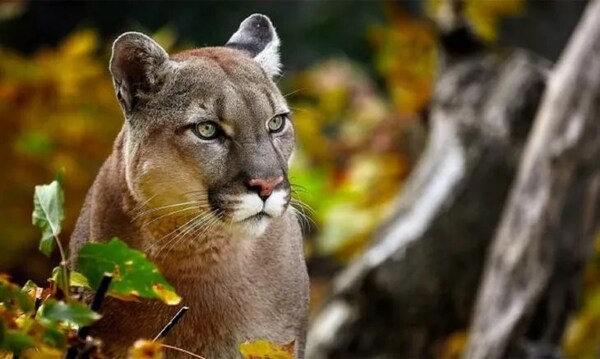 Niña sobrevive al ataque de un puma en Estados Unidos