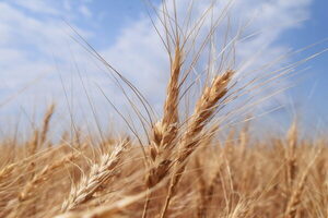 Rusia aumentó sus exportaciones de trigo en la comparación anual