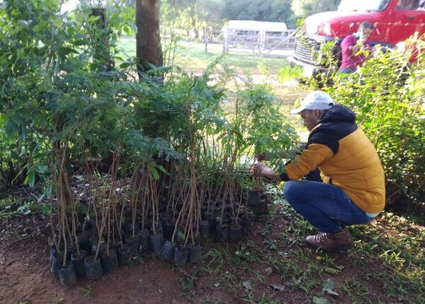 Entregan más 11.000 plantines para reforestar zona de arroyos Yacui y Tavay