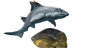 Descubren fósil de un tiburón de dientes planos en Colombia