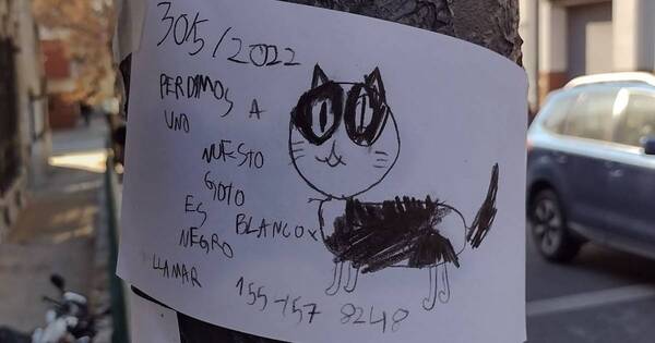 La Nación / Ternura total: un niño dibujó a su gatito perdido y pegó en las calles para encontrarlo
