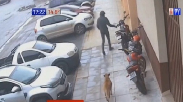 Una perrita callejera de Ponta Pora frustró asalto - PARAGUAYPE.COM