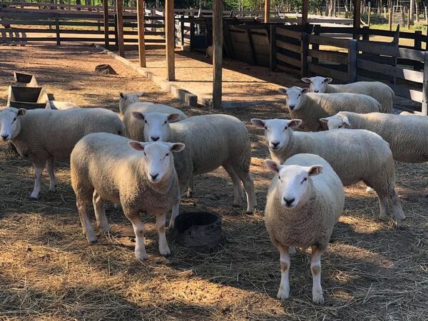 1° Fusión Texel ofrece más de un centenar de vientres de alto valor genético, el lunes