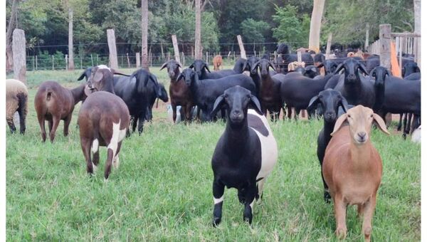 Primera Expo Nacional Santa Inés exhibirá la evolución de la raza en Paraguay