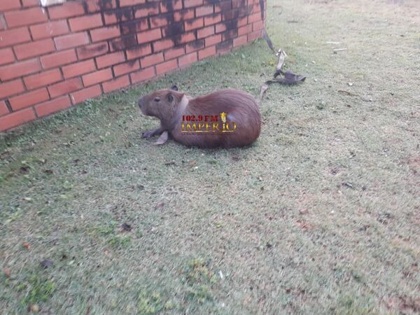Bomberos rescatan a un animal silvestre en pleno casco urbano - Radio Imperio