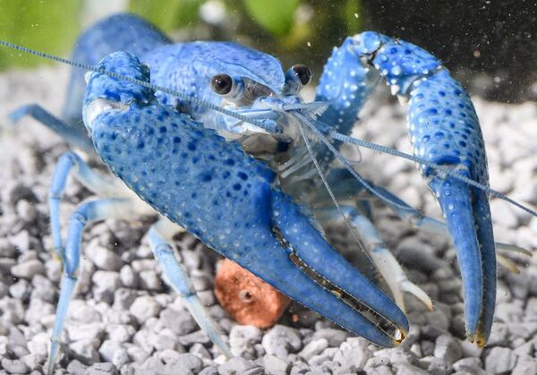 El cangrejo allenis, una maravilla azul eléctrico para la pecera - Mascotas - ABC Color