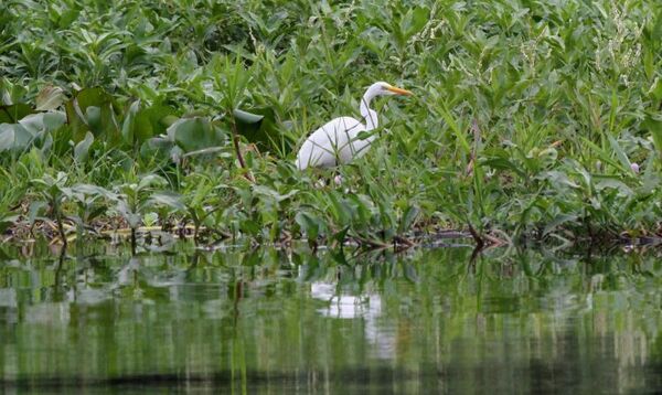 Inicia proyecto Paraguay + Verde de lucha contra el cambio climático