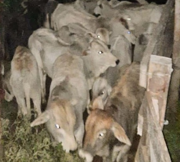 Fiscal Antibigeato de San Pedro incautó en total 26 animales vacunos