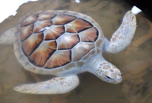Diario HOY | Nace en un zoo la primera tortuga gigante de Galápagos albina vista hasta la fecha
