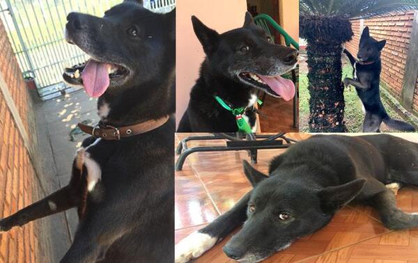 Buscan a “Rufo” perro perdido en Coronel Oviedo – Prensa 5