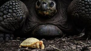 Nace en un zoo la primera tortuga gigante de Galápagos albina