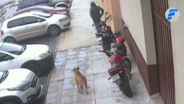 Perrita callejera frustra robo de motocicleta en Brasil