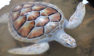 Nace en un zoo la primera tortuga gigante de Galápagos albina vista hasta la fecha - OviedoPress