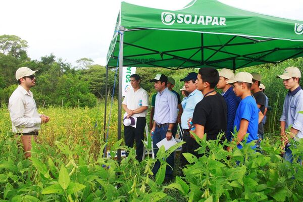 Presentaron una nueva variedad de Sojapar