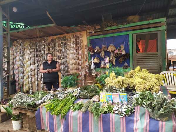 Plantas medicinales, aliadas de los paraguayos