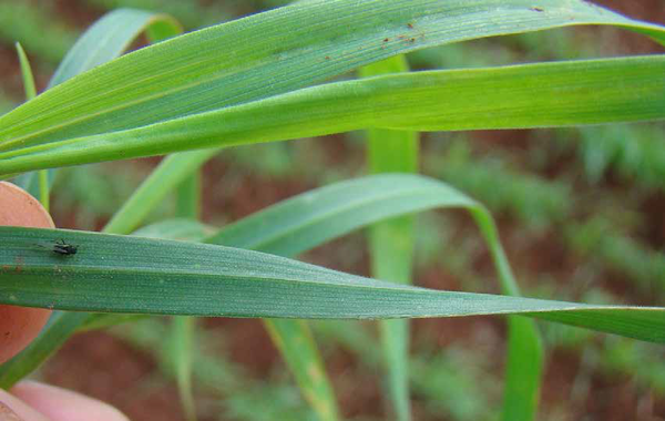 Plagas en el cultivo de Trigo