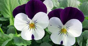La Nación / Plantas y flores de invierno
