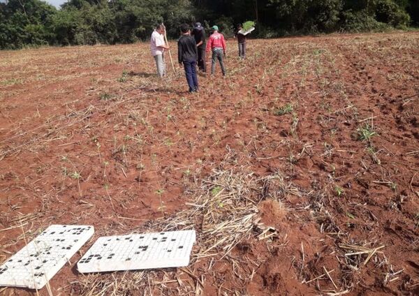 Cooperativa norteña busca incursionar  en cultivo de cáñamo - Economía - ABC Color