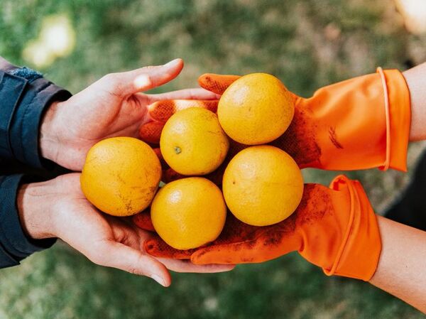 Respeto al ecosistema, clave en la producción sustentable - Día del Medio Ambiente 2022 - ABC Color