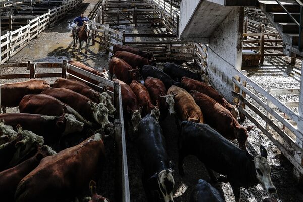 La desaceleración de la demanda china afecta exportaciones argentinas de carne - MarketData