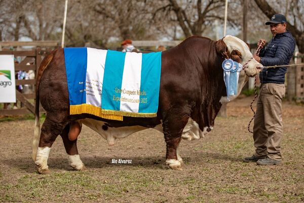 Toro de cabaña paraguaya fue el mejor del Congreso Mundial Braford en Argentina