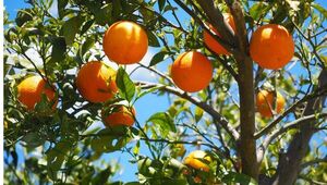 ¿Qué pasó del país de las naranjas? Producción nacional solo cubre la mitad de la demanda local de fruta fresca