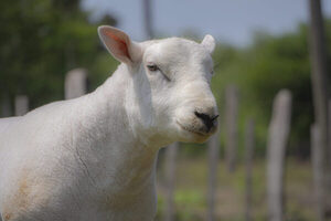 Hoy lunes, Ferusa remata más de un centenar de ovinos en Fusión Texel