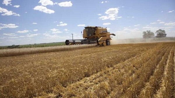 Exceso de lluvia complica la siembra de trigo y canola, pero beneficia al maíz zafriña
