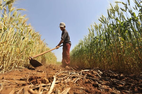 Condiciones climáticas frenan siembra de cereales