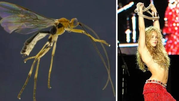 Diario HOY | Avispa Shakira y la araña Greta Thunberg: cuáles son las nuevas especies con nombres de celebridades femeninas