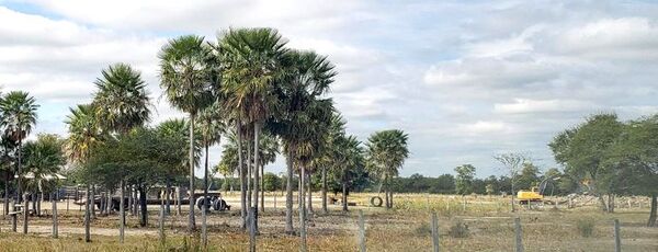 Maquinaria de la gobernación opera en estancia del intendente de Fuerte Olimpo - Noticias del Chaco - ABC Color