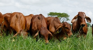 Proponen novedosa medición de emisión y captura de carbono en la producción bovina de la región