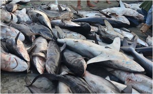 Tres claves para entender el oscuro mundo de la pesca ilegal | 1000 Noticias